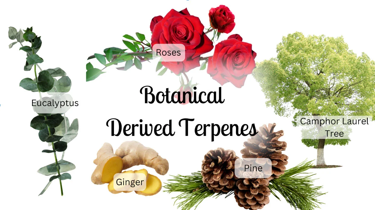 The Magic in Botanical Derived Terpenes: A Guide to BDT in Cannabis